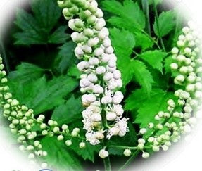 Black Cohosh - SEANJARI PREETI WOMB HEALING LLC