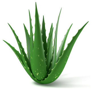 Aloe Vera - SEANJARI PREETI WOMB HEALING LLC